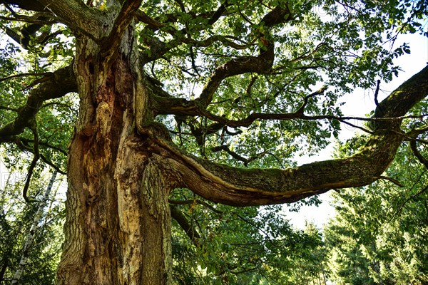 Old oak tree