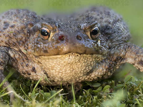 Common toad