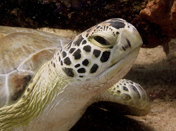 Close-up of hawksbill turtle