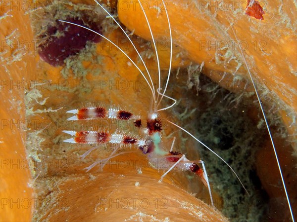 Banded coral shrimp