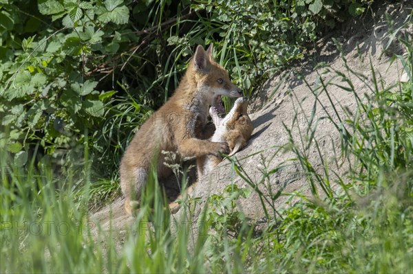 Red fox