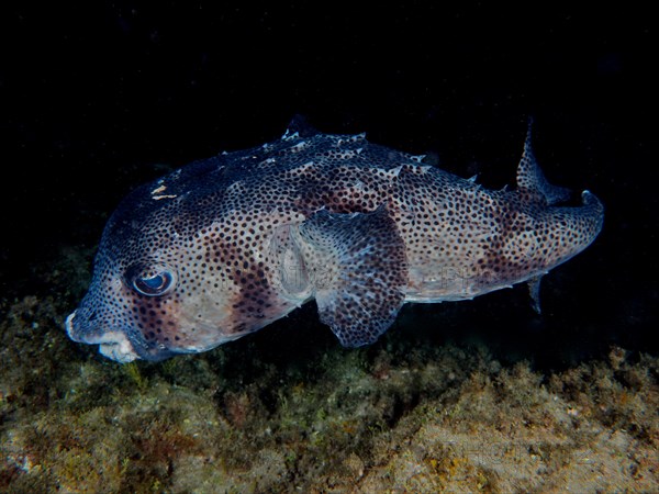 Hedgehogfish