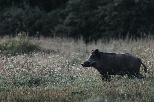 Wild boar