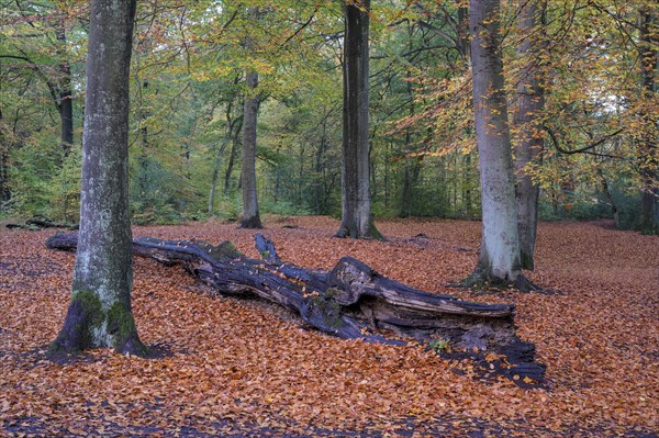 Beech forest in autumn