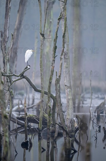 Great egret