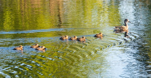 Eurasian teal