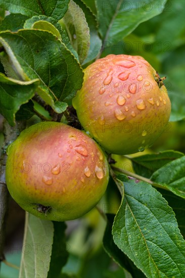 Green apples on the tree