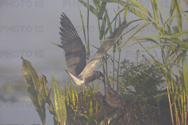 Black Tern