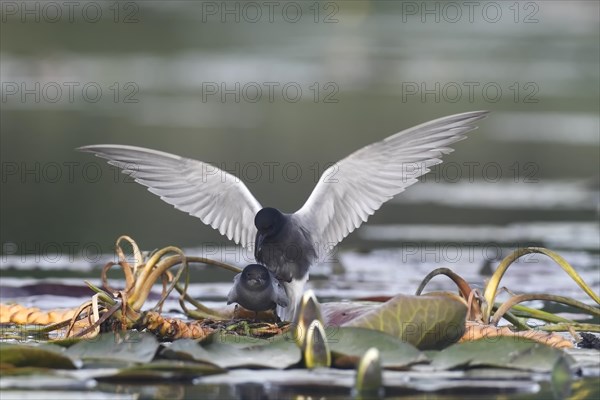 Black Tern