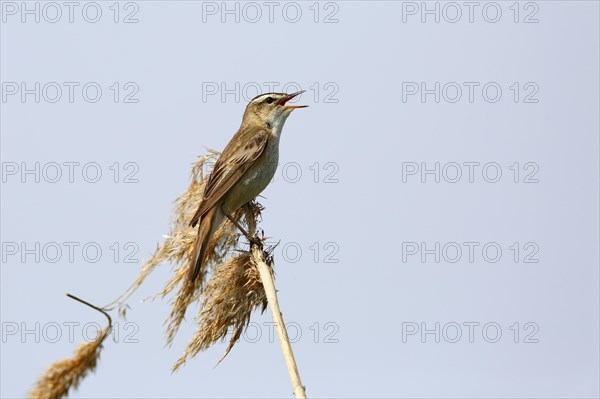 Sedge warbler