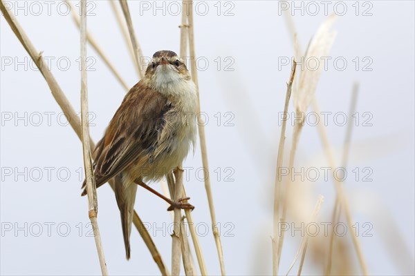 Sedge warbler