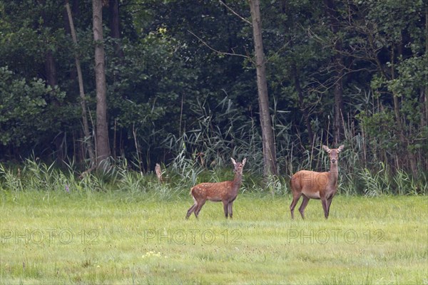 Red deer