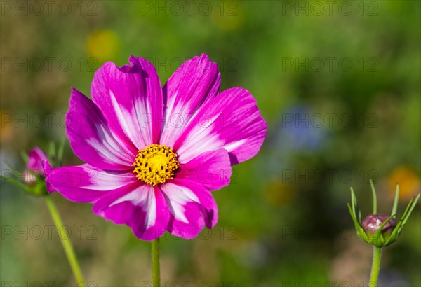 Cosmea