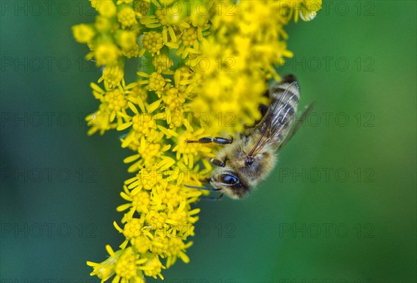 Busy honey bee