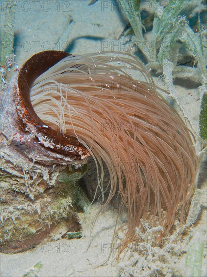 Tube-dwelling anemone