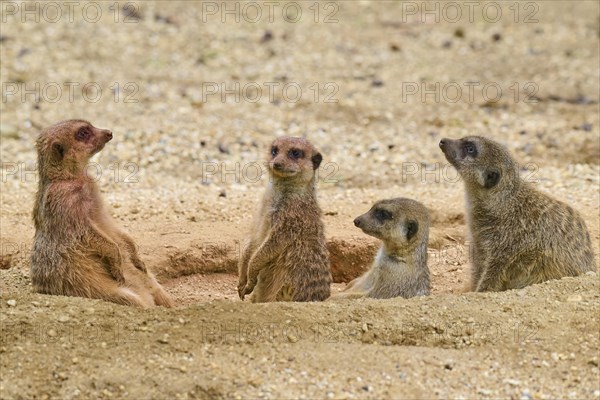 Meerkats