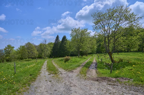 Fork in the road