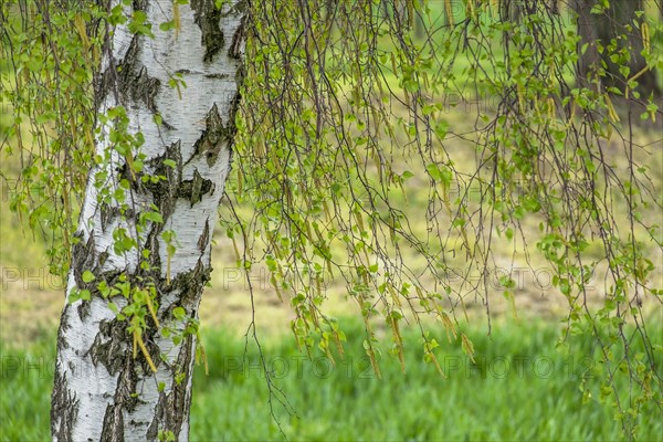 Warty birch