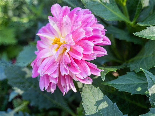 Narrowleaf zinnia