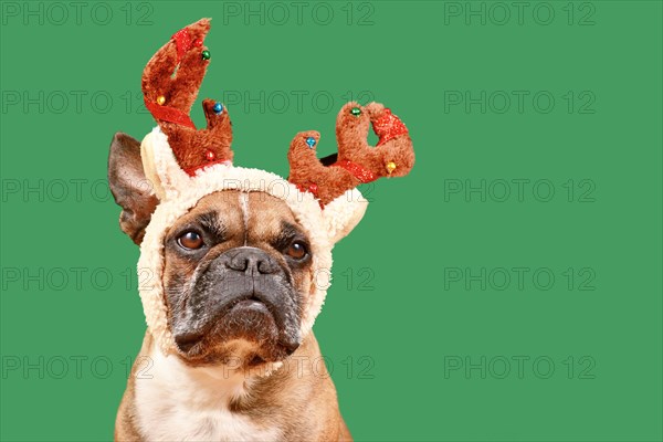 French Bulldog dog with Christmas reindeer antler costume in front of green background