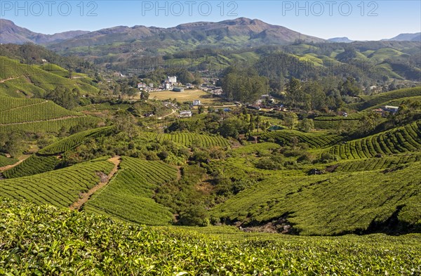 Tea plantation and town of Munnar