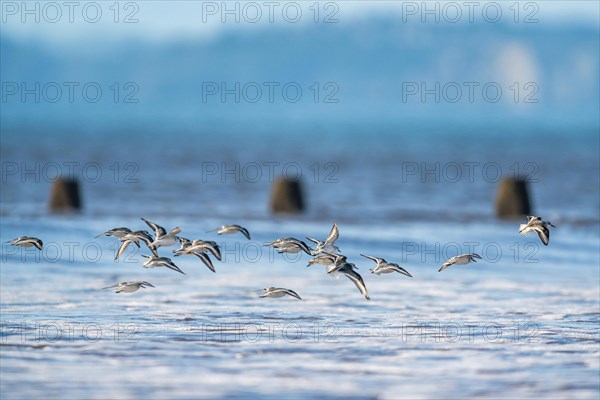 Sanderling