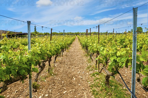 Beautiful landscape with rows of vines and distant mountains