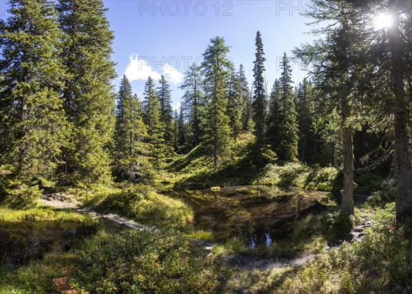 Moor pond on the nature adventure trail through the Rauris primeval forest