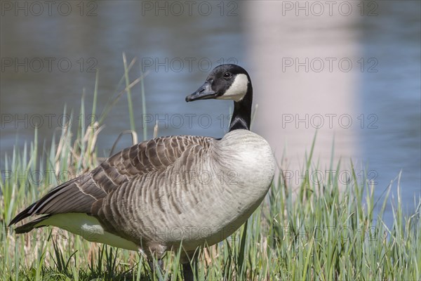 Canada Goose