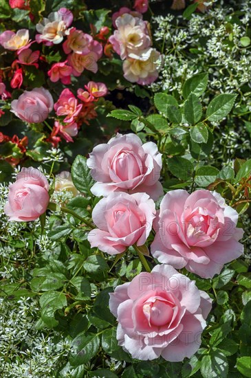 Gravestone with roses