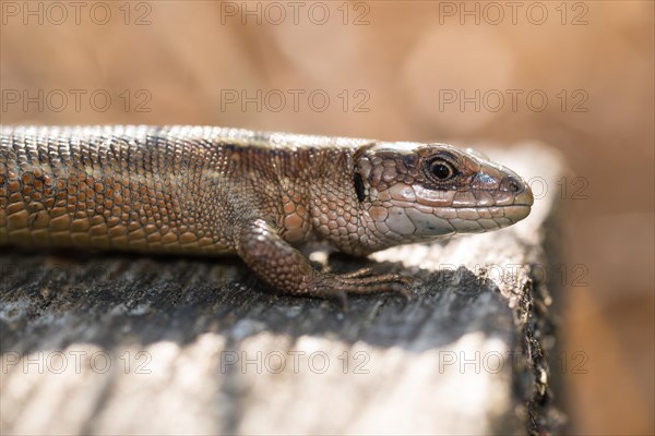 Viviparous lizard