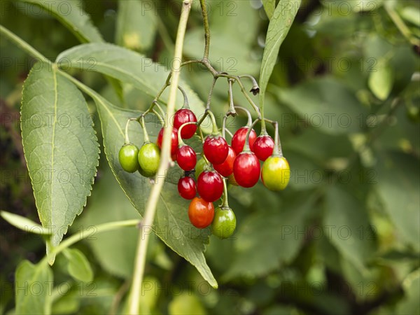 Bittersweet nightshade