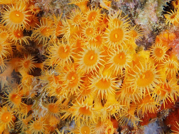 Yellow cluster anemone