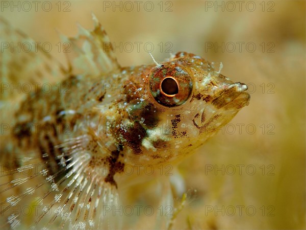 Red pointed blenny