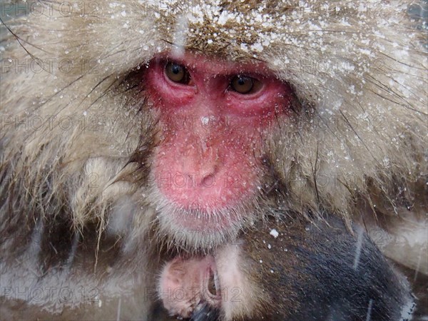 Close-up: A snow monkey