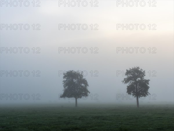 Fog over meadows and trees