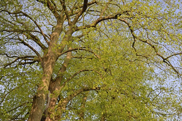 Linden trees