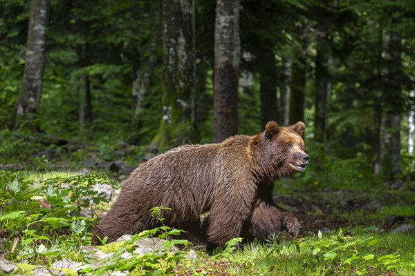 European brown bear