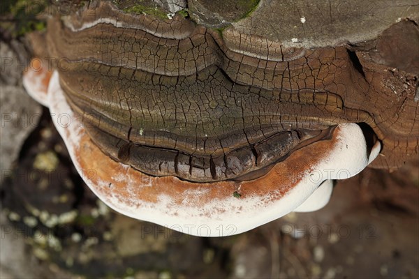 Tree sponge