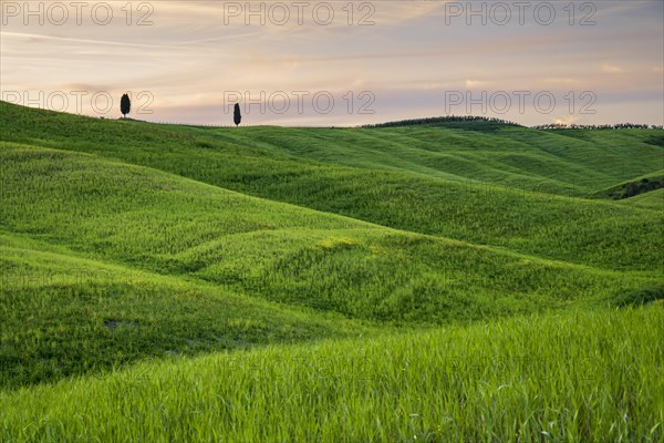 Hilly fields near San Quirico d'Orcia