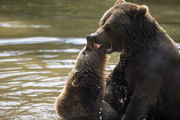 Brown bear in the animal enclosure