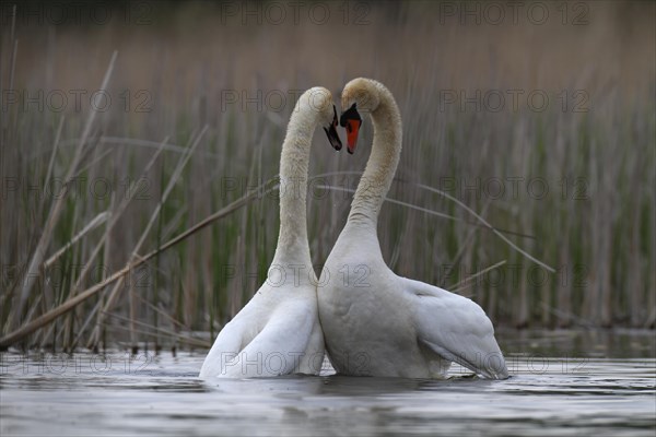 Mute Swan