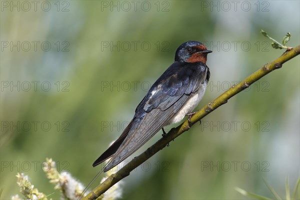 Barn swallow