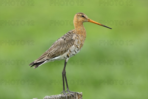 Black-tailed Godwit