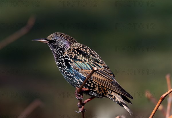 Common starling