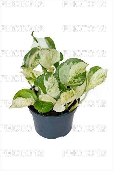 Exotic 'Epipremnum Aureum Manjula' pothos houseplant in flower pot on white background