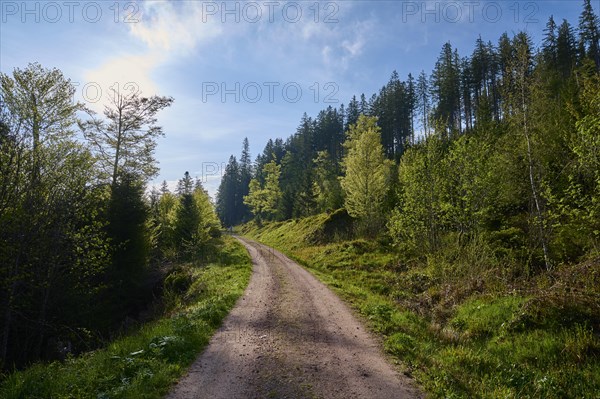 Forest path