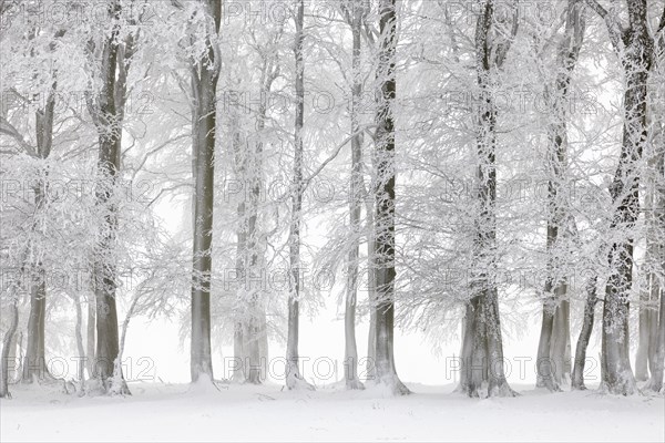 Winter beech forest with hoarfrost on the trees and fog on Mount Kandel