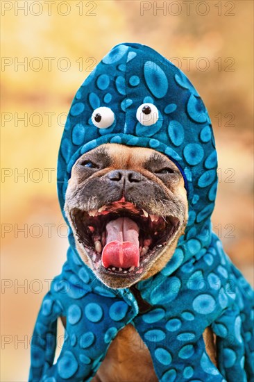 Funny French Bulldog dog with octopus Halloween costume making a spooky face