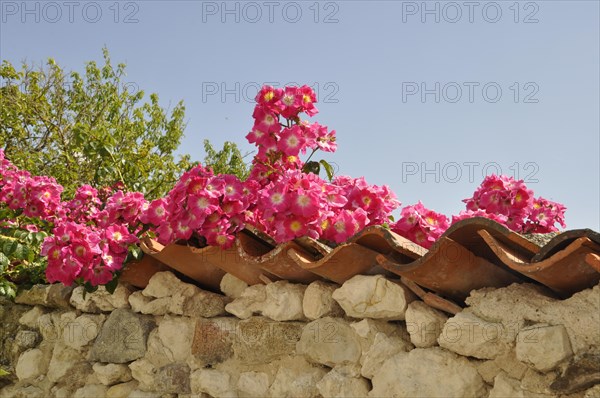 Roses on a wall in Talmon sur Gironde